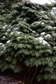 Chamaecyparis lawsoniana Rijnhof IMG_8885 Cyprysik lawsona